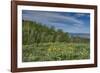 USA, Wyoming. Arrowleaf balsamroot wildflowers and Aspen Trees in meadow-Howie Garber-Framed Photographic Print