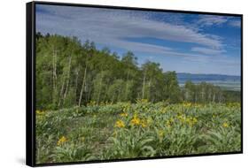 USA, Wyoming. Arrowleaf balsamroot wildflowers and Aspen Trees in meadow-Howie Garber-Framed Stretched Canvas