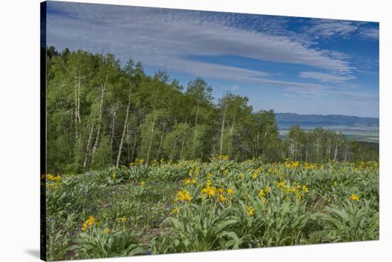 USA, Wyoming. Arrowleaf balsamroot wildflowers and Aspen Trees in meadow-Howie Garber-Stretched Canvas