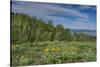 USA, Wyoming. Arrowleaf balsamroot wildflowers and Aspen Trees in meadow-Howie Garber-Stretched Canvas