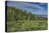 USA, Wyoming. Arrowleaf balsamroot wildflowers and Aspen Trees in meadow-Howie Garber-Stretched Canvas