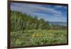 USA, Wyoming. Arrowleaf balsamroot wildflowers and Aspen Trees in meadow-Howie Garber-Framed Photographic Print