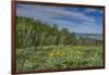 USA, Wyoming. Arrowleaf balsamroot wildflowers and Aspen Trees in meadow-Howie Garber-Framed Photographic Print