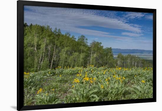 USA, Wyoming. Arrowleaf balsamroot wildflowers and Aspen Trees in meadow-Howie Garber-Framed Photographic Print