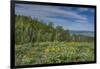 USA, Wyoming. Arrowleaf balsamroot wildflowers and Aspen Trees in meadow-Howie Garber-Framed Photographic Print