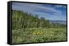 USA, Wyoming. Arrowleaf balsamroot wildflowers and Aspen Trees in meadow-Howie Garber-Framed Stretched Canvas