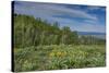 USA, Wyoming. Arrowleaf balsamroot wildflowers and Aspen Trees in meadow-Howie Garber-Stretched Canvas