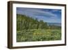 USA, Wyoming. Arrowleaf balsamroot wildflowers and Aspen Trees in meadow-Howie Garber-Framed Photographic Print