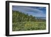 USA, Wyoming. Arrowleaf balsamroot wildflowers and Aspen Trees in meadow-Howie Garber-Framed Photographic Print