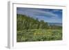 USA, Wyoming. Arrowleaf balsamroot wildflowers and Aspen Trees in meadow-Howie Garber-Framed Photographic Print