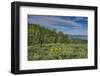 USA, Wyoming. Arrowleaf balsamroot wildflowers and Aspen Trees in meadow-Howie Garber-Framed Photographic Print