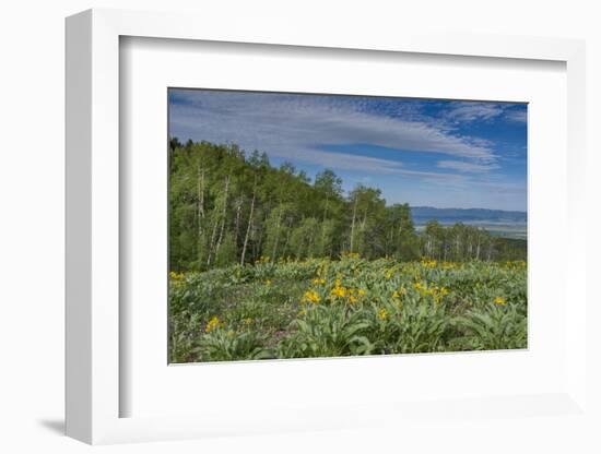 USA, Wyoming. Arrowleaf balsamroot wildflowers and Aspen Trees in meadow-Howie Garber-Framed Photographic Print