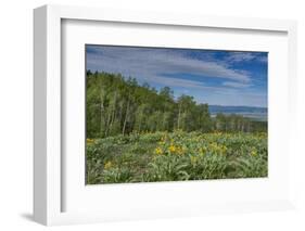 USA, Wyoming. Arrowleaf balsamroot wildflowers and Aspen Trees in meadow-Howie Garber-Framed Photographic Print