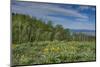 USA, Wyoming. Arrowleaf balsamroot wildflowers and Aspen Trees in meadow-Howie Garber-Mounted Photographic Print