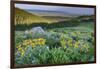 USA, Wyoming. Arrowleaf balsamroot wildflowers in meadow, summer, Caribou-Targhee National Forest-Howie Garber-Framed Photographic Print