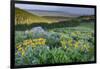 USA, Wyoming. Arrowleaf balsamroot wildflowers in meadow, summer, Caribou-Targhee National Forest-Howie Garber-Framed Photographic Print