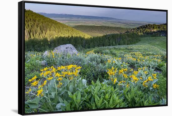 USA, Wyoming. Arrowleaf balsamroot wildflowers in meadow, summer, Caribou-Targhee National Forest-Howie Garber-Framed Stretched Canvas