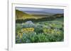 USA, Wyoming. Arrowleaf balsamroot wildflowers in meadow, summer, Caribou-Targhee National Forest-Howie Garber-Framed Photographic Print