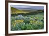 USA, Wyoming. Arrowleaf balsamroot wildflowers in meadow, summer, Caribou-Targhee National Forest-Howie Garber-Framed Photographic Print