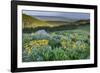 USA, Wyoming. Arrowleaf balsamroot wildflowers in meadow, summer, Caribou-Targhee National Forest-Howie Garber-Framed Photographic Print