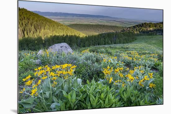 USA, Wyoming. Arrowleaf balsamroot wildflowers in meadow, summer, Caribou-Targhee National Forest-Howie Garber-Mounted Photographic Print