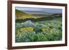 USA, Wyoming. Arrowleaf balsamroot wildflowers in meadow, summer, Caribou-Targhee National Forest-Howie Garber-Framed Photographic Print