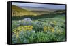 USA, Wyoming. Arrowleaf balsamroot wildflowers in meadow, summer, Caribou-Targhee National Forest-Howie Garber-Framed Stretched Canvas