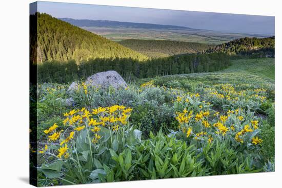 USA, Wyoming. Arrowleaf balsamroot wildflowers in meadow, summer, Caribou-Targhee National Forest-Howie Garber-Stretched Canvas