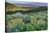USA, Wyoming. Arrowleaf balsamroot wildflowers in meadow, summer, Caribou-Targhee National Forest-Howie Garber-Stretched Canvas