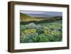 USA, Wyoming. Arrowleaf balsamroot wildflowers in meadow, summer, Caribou-Targhee National Forest-Howie Garber-Framed Photographic Print