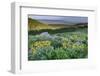 USA, Wyoming. Arrowleaf balsamroot wildflowers in meadow, summer, Caribou-Targhee National Forest-Howie Garber-Framed Photographic Print