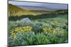 USA, Wyoming. Arrowleaf balsamroot wildflowers in meadow, summer, Caribou-Targhee National Forest-Howie Garber-Mounted Photographic Print