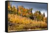 USA, Wyoming. Aspen, Grand Teton National Park.-Judith Zimmerman-Framed Stretched Canvas