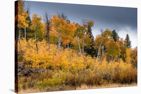 USA, Wyoming. Aspen, Grand Teton National Park.-Judith Zimmerman-Stretched Canvas