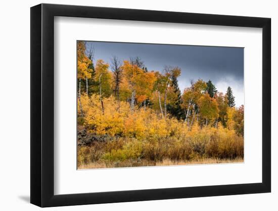 USA, Wyoming. Aspen, Grand Teton National Park.-Judith Zimmerman-Framed Photographic Print