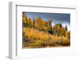 USA, Wyoming. Aspen, Grand Teton National Park.-Judith Zimmerman-Framed Photographic Print