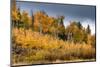 USA, Wyoming. Aspen, Grand Teton National Park.-Judith Zimmerman-Mounted Photographic Print