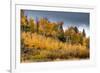 USA, Wyoming. Aspen, Grand Teton National Park.-Judith Zimmerman-Framed Photographic Print