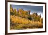 USA, Wyoming. Aspen, Grand Teton National Park.-Judith Zimmerman-Framed Photographic Print