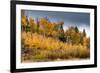 USA, Wyoming. Aspen, Grand Teton National Park.-Judith Zimmerman-Framed Photographic Print