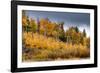 USA, Wyoming. Aspen, Grand Teton National Park.-Judith Zimmerman-Framed Photographic Print