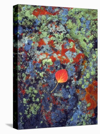 USA, Wyoming, Aspen Leaf on a Lichen Covered Rock-Jaynes Gallery-Stretched Canvas