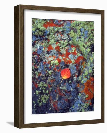 USA, Wyoming, Aspen Leaf on a Lichen Covered Rock-Jaynes Gallery-Framed Photographic Print