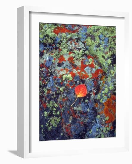 USA, Wyoming, Aspen Leaf on a Lichen Covered Rock-Jaynes Gallery-Framed Photographic Print