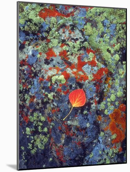 USA, Wyoming, Aspen Leaf on a Lichen Covered Rock-Jaynes Gallery-Mounted Photographic Print