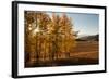 USA, Wyoming. Aspen with starburst near the Oxbow, Grand Teton National Park.-Judith Zimmerman-Framed Photographic Print