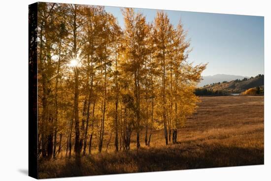 USA, Wyoming. Aspen with starburst near the Oxbow, Grand Teton National Park.-Judith Zimmerman-Stretched Canvas