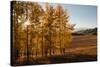 USA, Wyoming. Aspen with starburst near the Oxbow, Grand Teton National Park.-Judith Zimmerman-Stretched Canvas