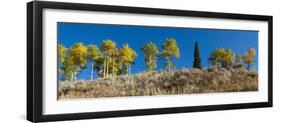 USA, Wyoming. Autumn aspen along a ridge line, Grand Teton National Park.-Judith Zimmerman-Framed Photographic Print