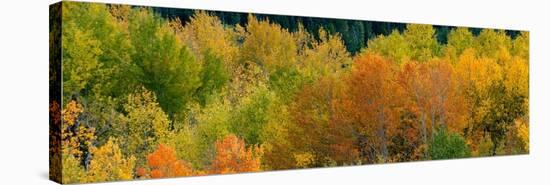 USA, Wyoming. Autumn aspen, Grand Teton National Park.-Judith Zimmerman-Stretched Canvas